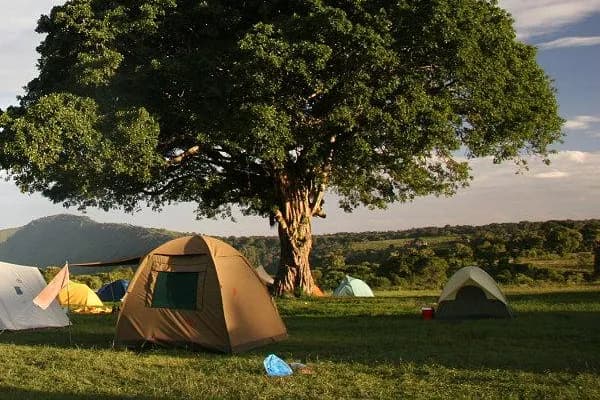 Tents beneath a broad shade tree at Simba Campsite on the Ngorongoro rim