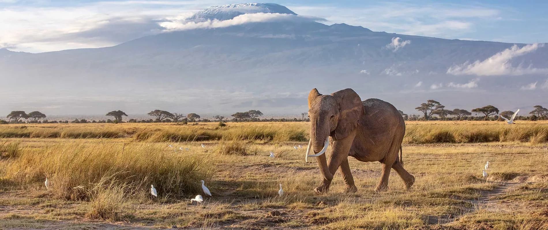 Bull elephant walking through dry grass below Kilimanjaro