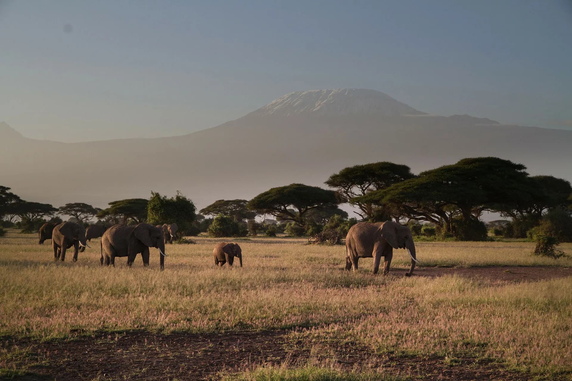 Elephants at dusk beneath the silhouette of Kilimanjaro