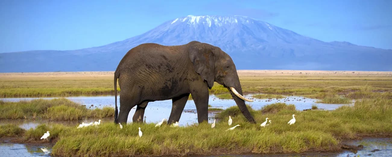 Elephant in the marsh with egrets and Kilimanjaro on the skyline