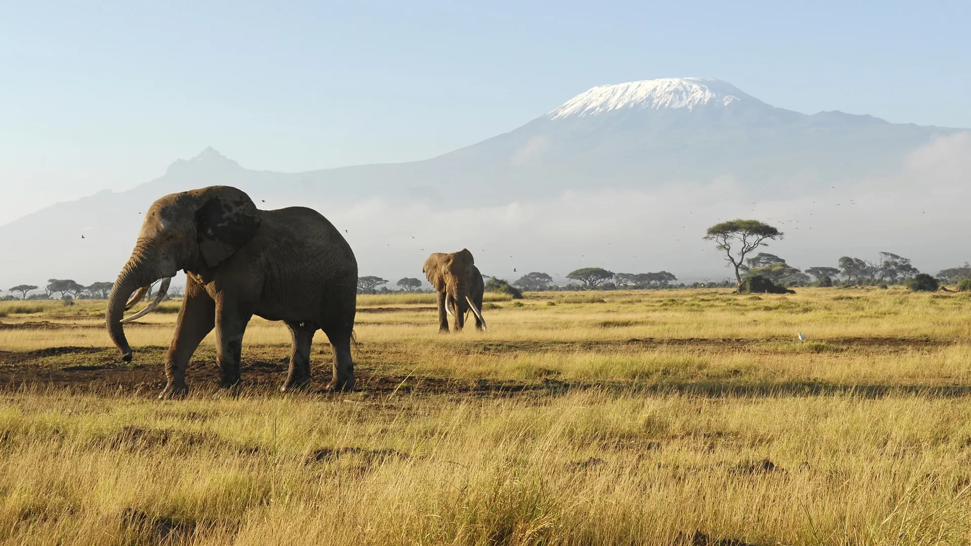 Elephant walking across the plains with Kilimanjaro in the distance