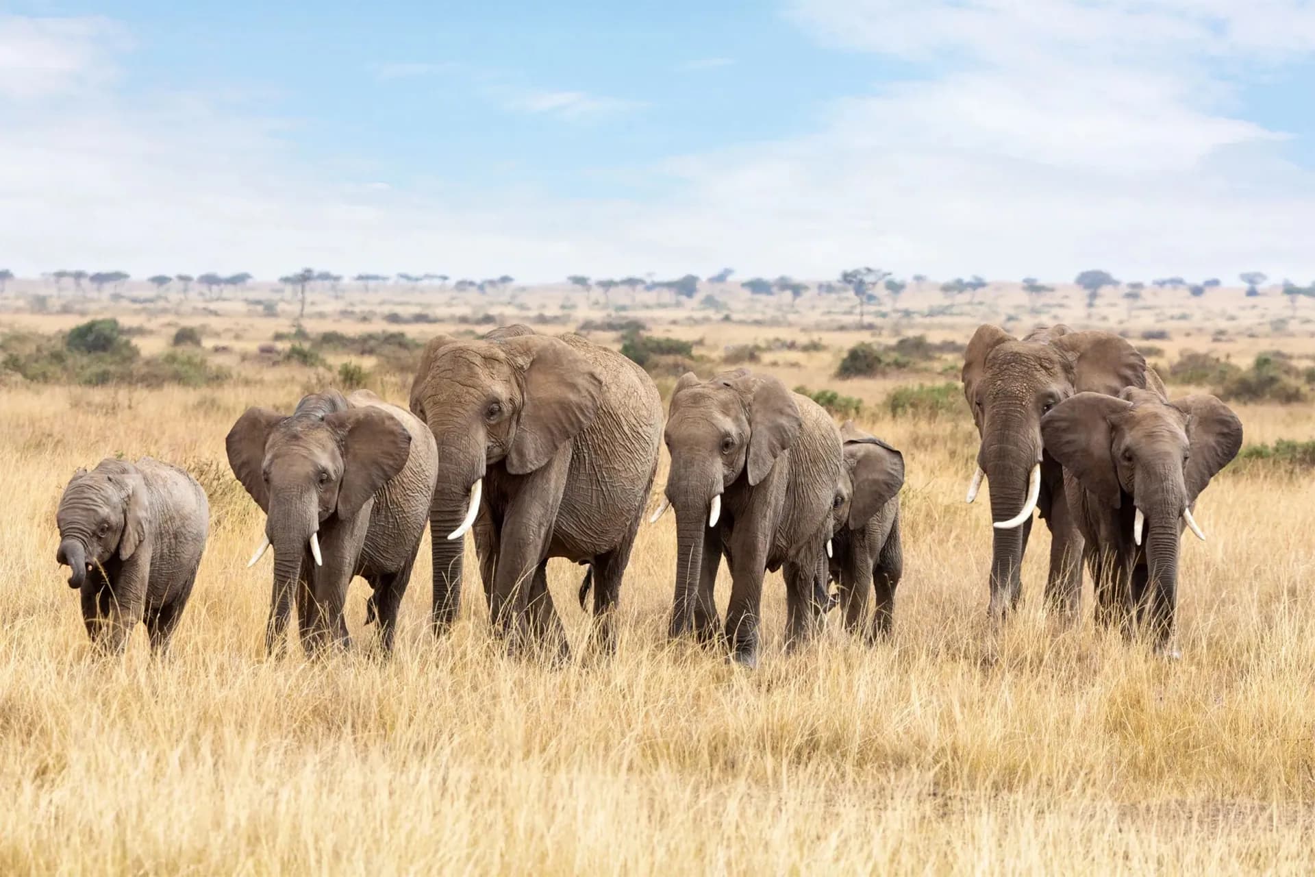 Elephant herd moving across the open Amboseli plains