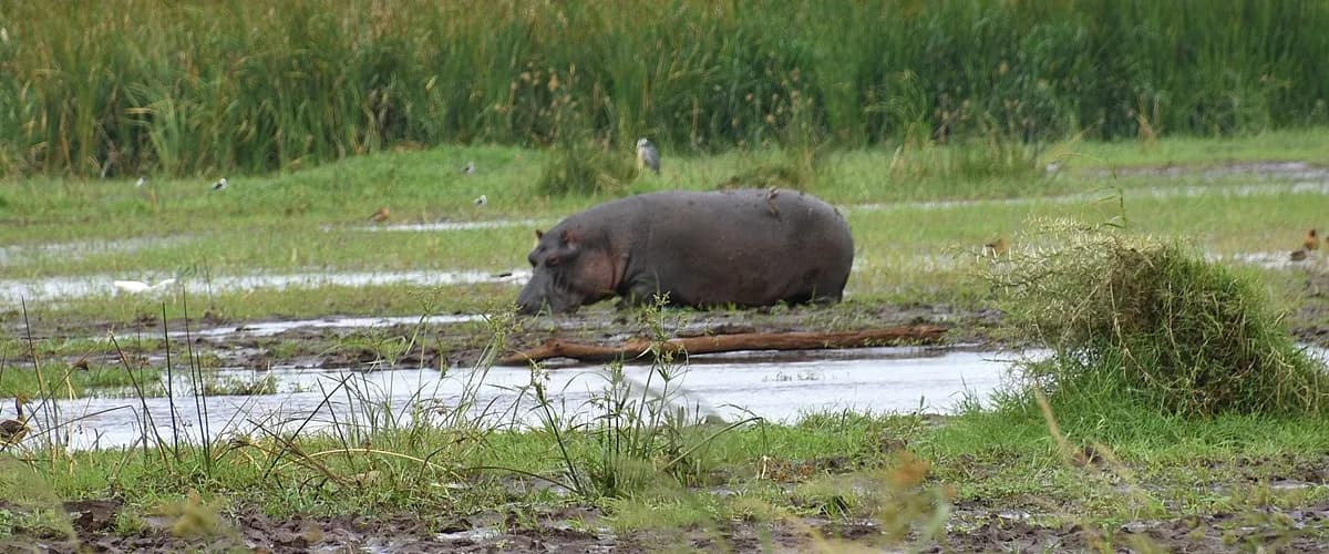 Hippo grazing on the edge of an Amboseli swamp