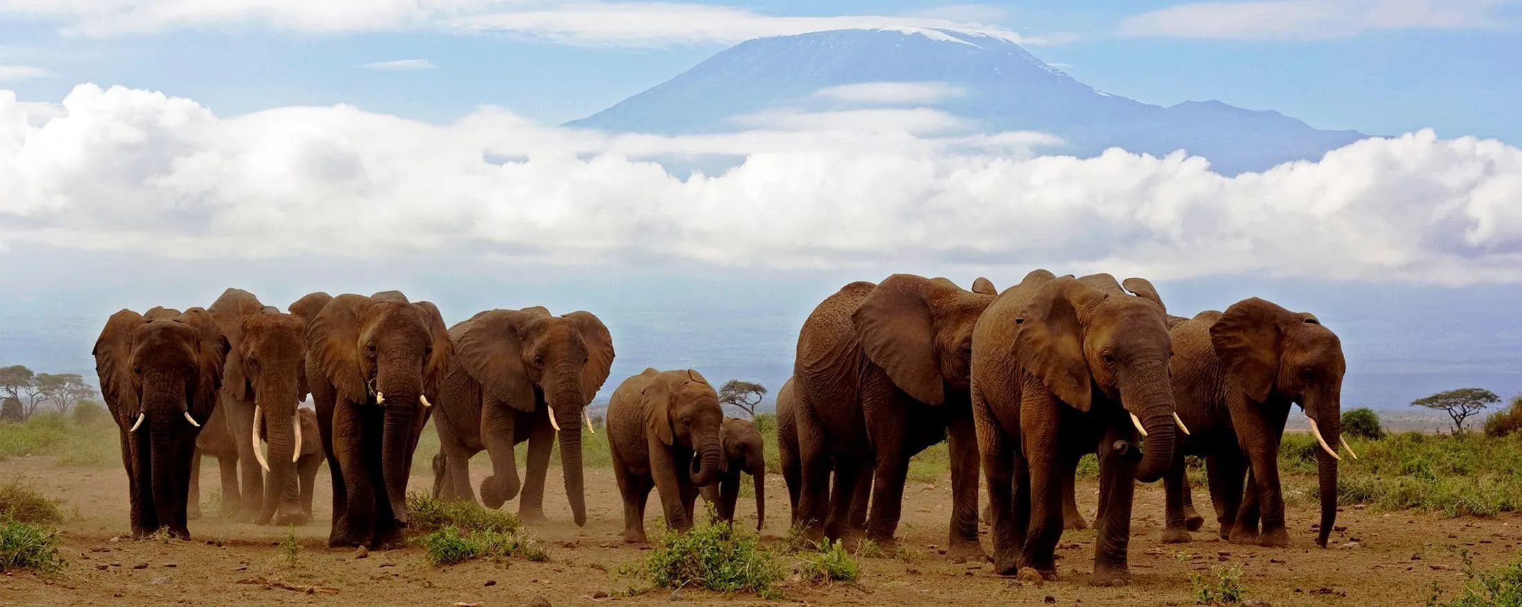 Elephant herd with snow-capped Mount Kilimanjaro rising behind