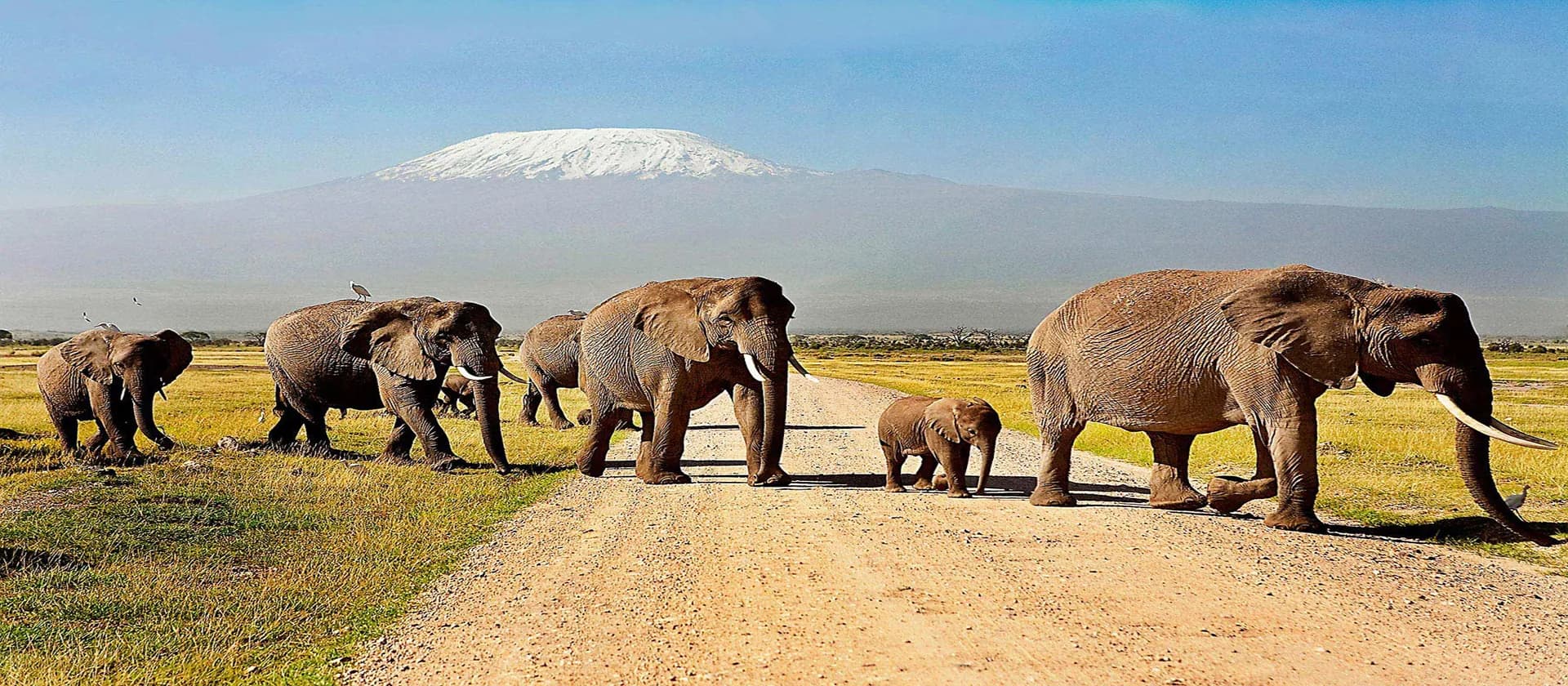 Elephant family crossing a dirt road in Amboseli with Kilimanjaro beyond