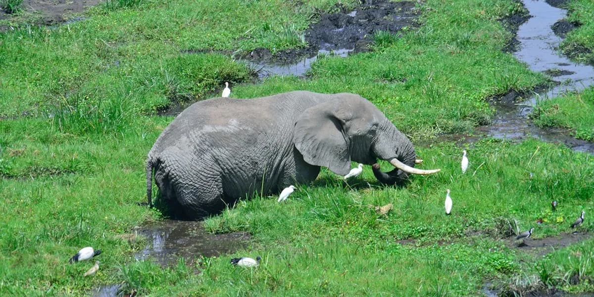Elephant feeding in an Amboseli swamp with egrets