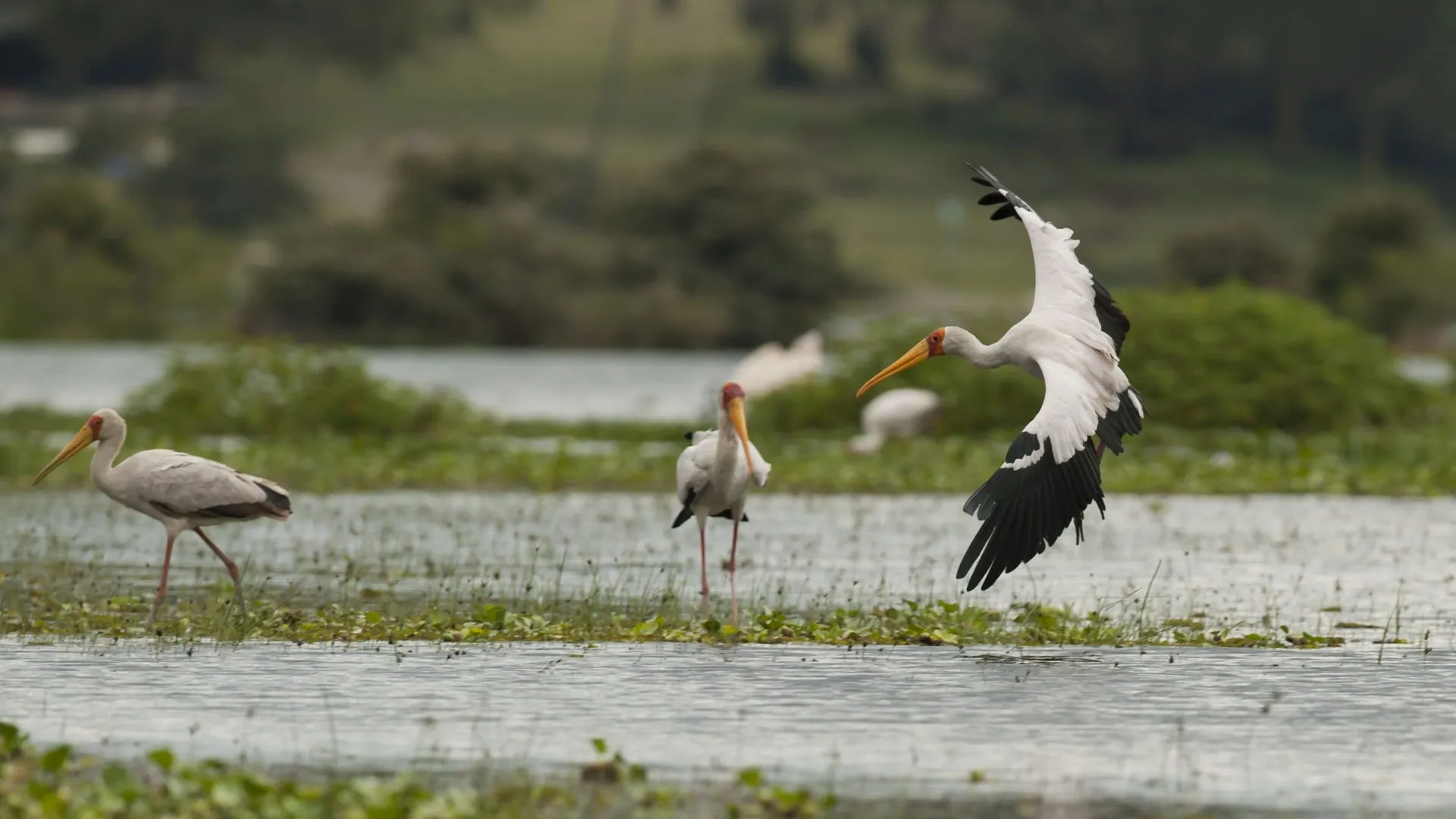 Yellow-billed stork landing on a shallow lake edge