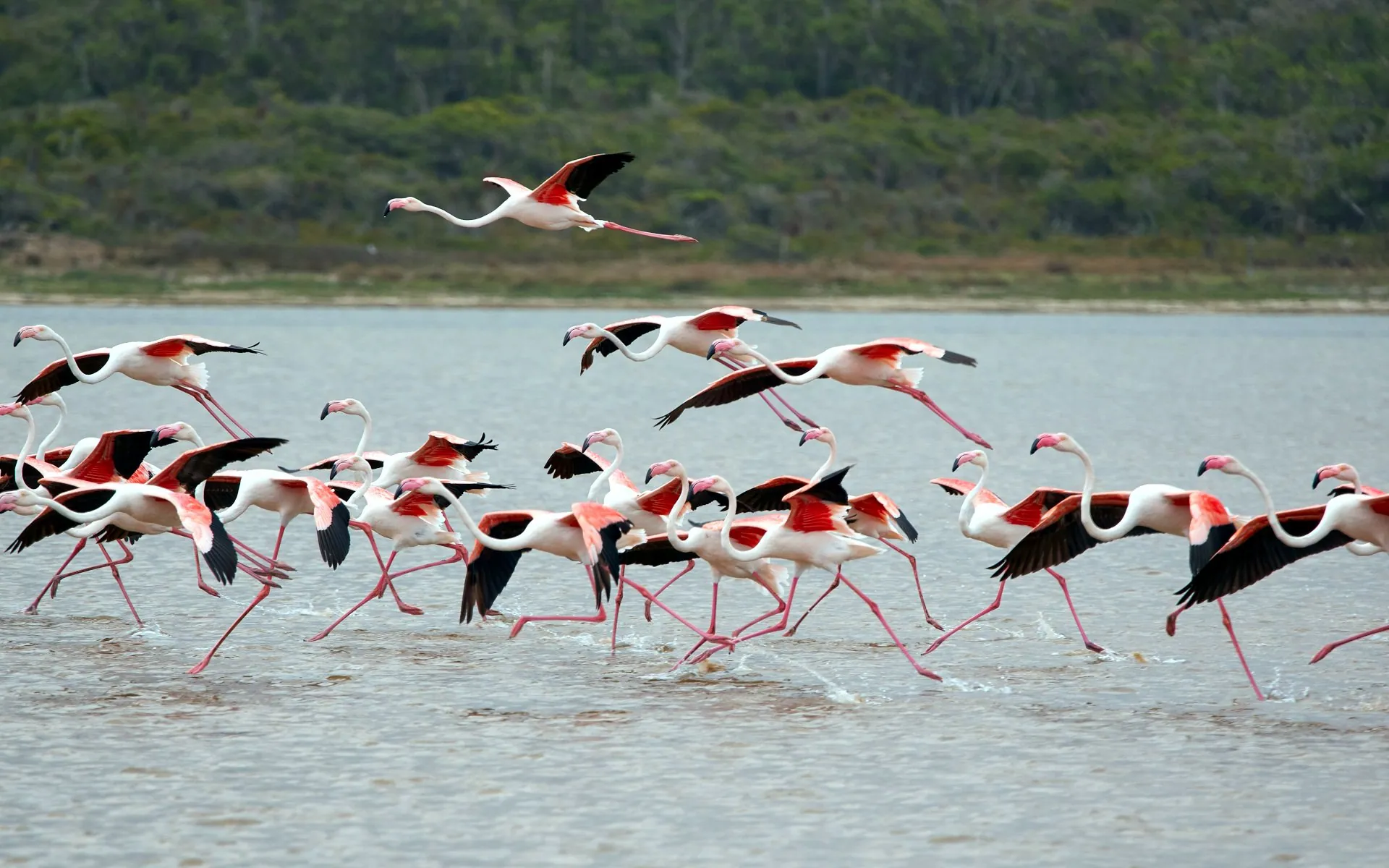 Flamingos taking flight across a Rift Valley lake