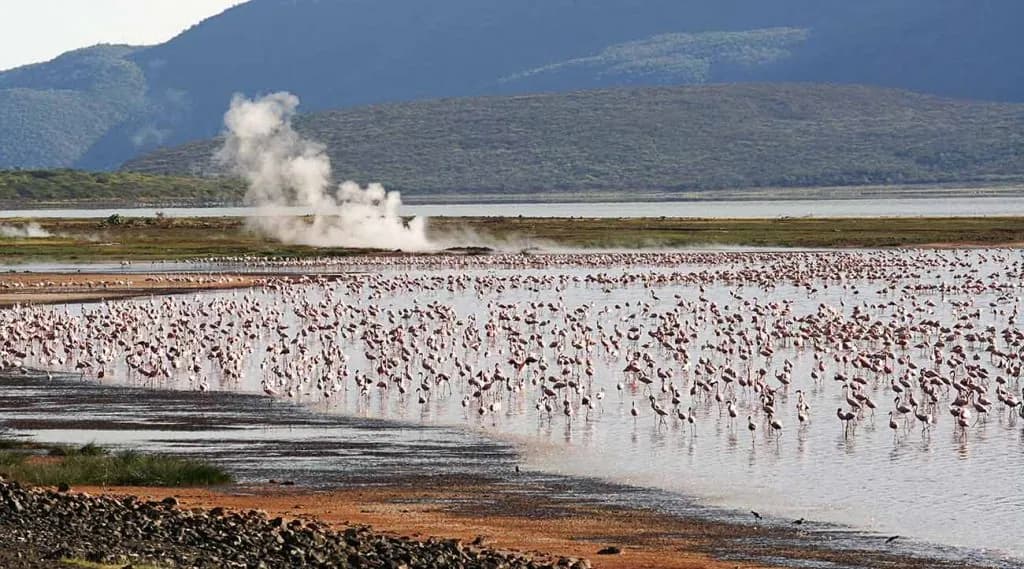 Flamingos at Lake Bogoria with hot springs steaming on the shore