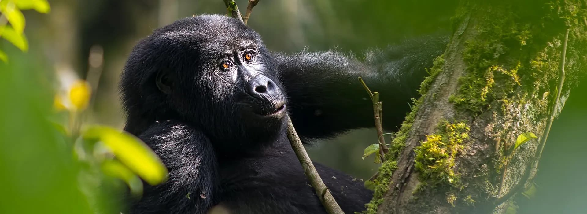 Mountain gorilla looking out from the forest