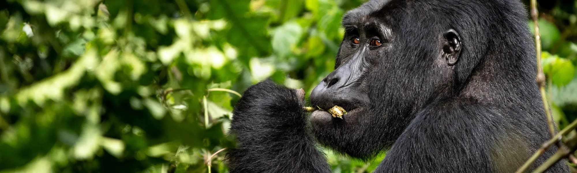 Mountain gorilla feeding in dense green forest