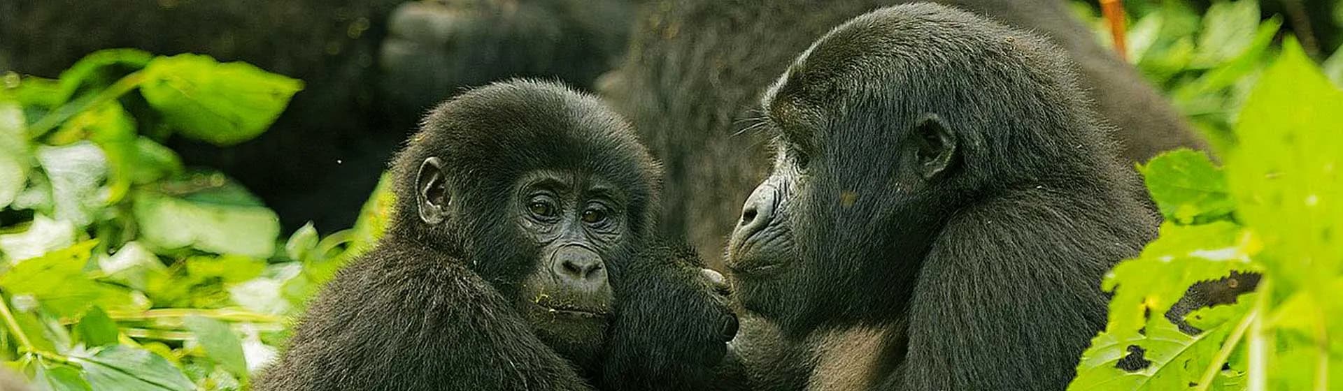 Two mountain gorillas close together in the forest