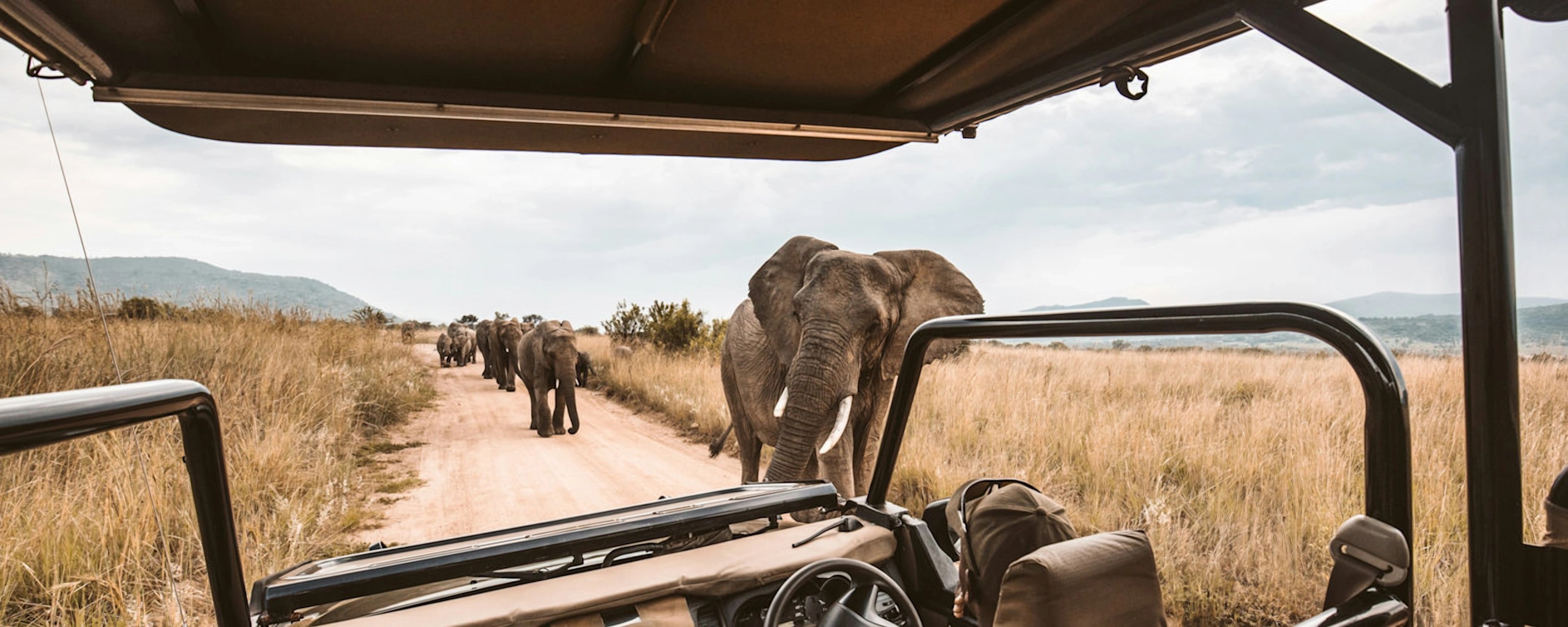 View from an open game-drive vehicle as an elephant crosses the track