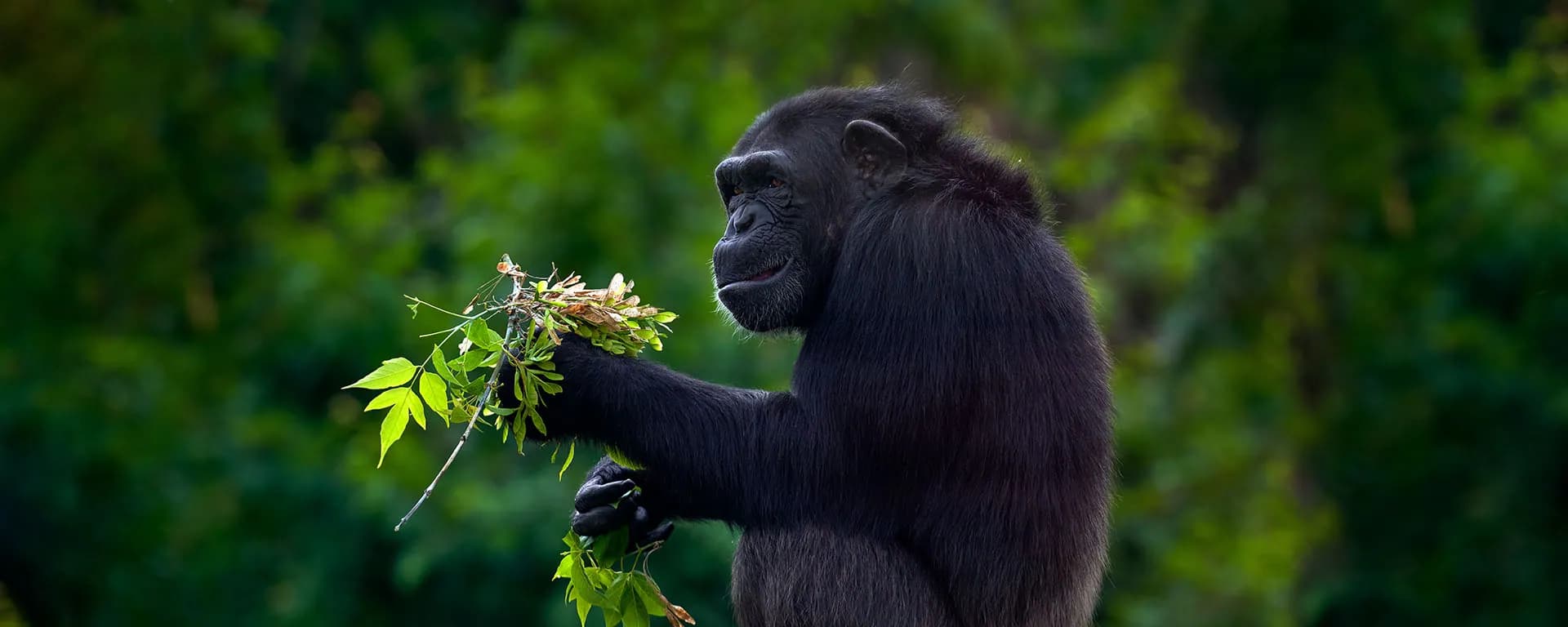 Chimpanzee feeding on leaves in the forest