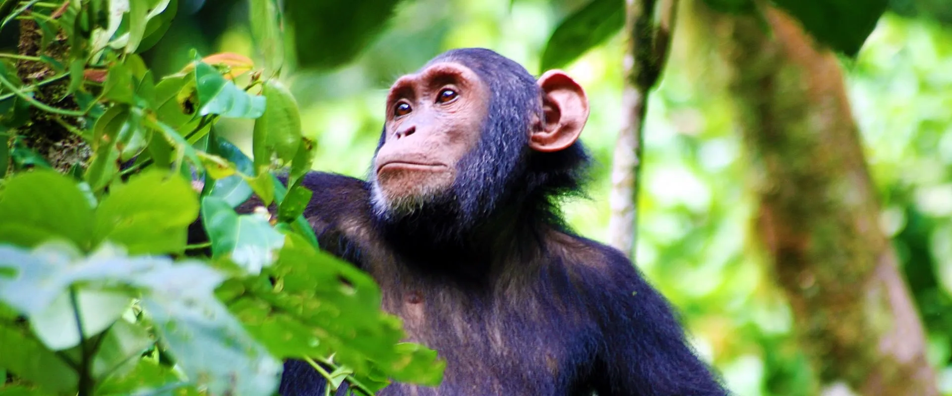 Chimpanzee looking up through forest leaves