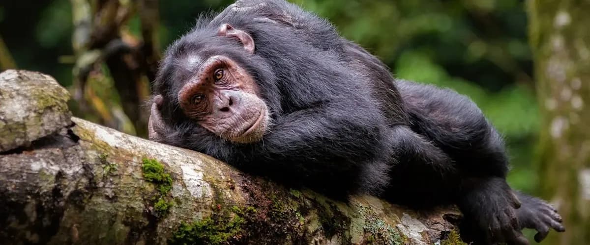 Chimpanzee resting its chin on a branch