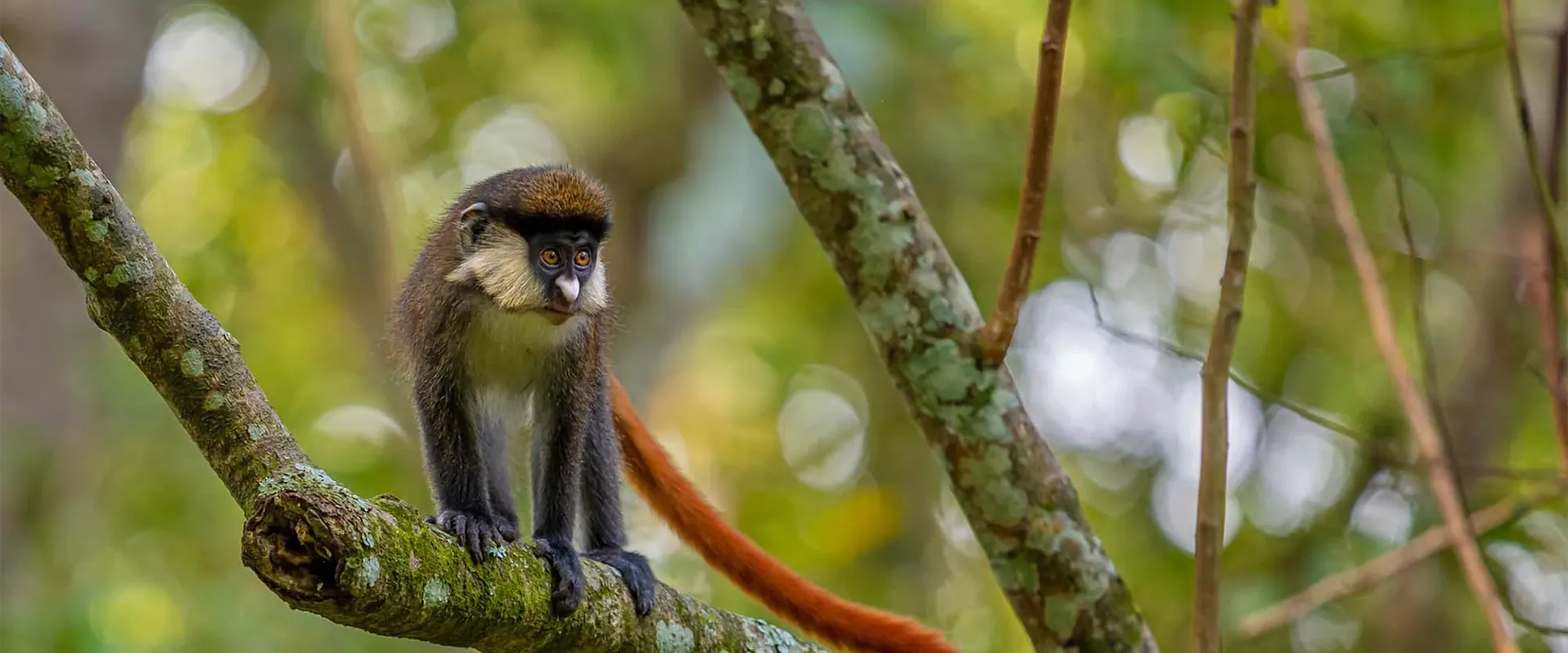 L'Hoest's monkey sitting on a mossy branch