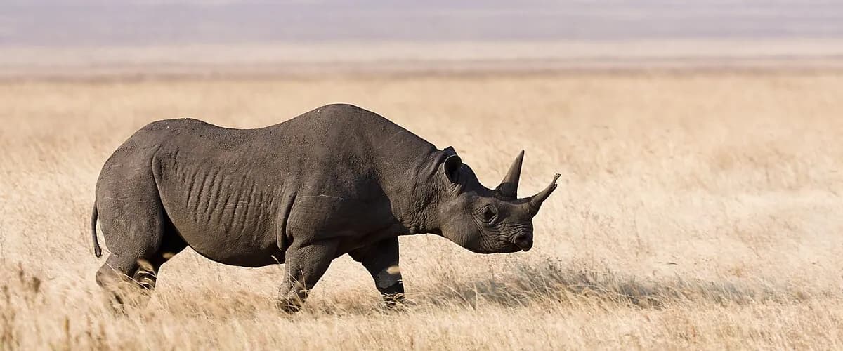 Black rhino walking through dry grass