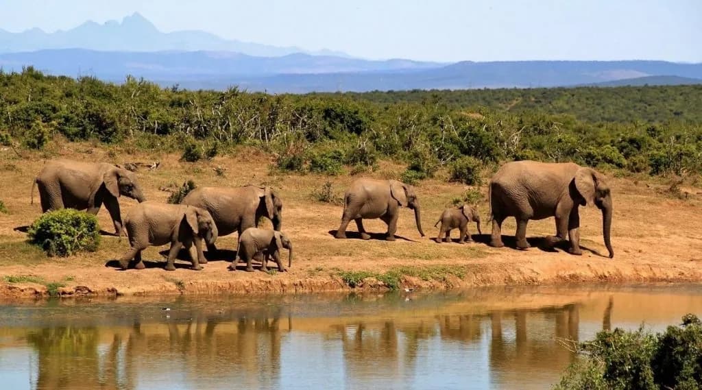 Elephant family drinking at a Laikipia waterhole