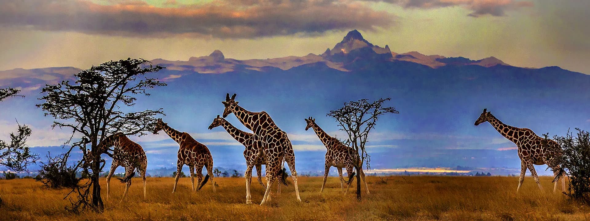 Giraffes silhouetted against Mount Kenya at dusk in Laikipia