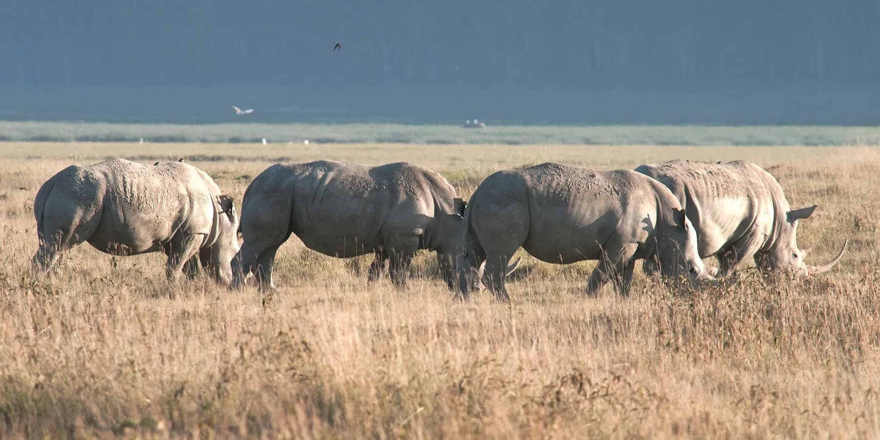 Crash of white rhinos grazing on open grassland