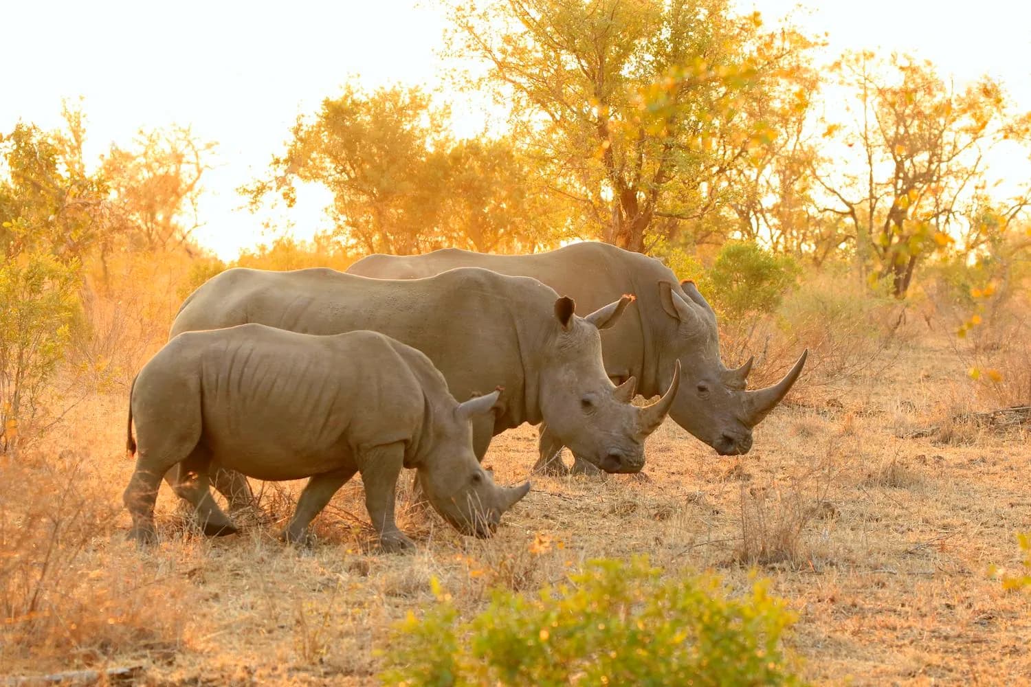 White rhinos grazing in golden evening light