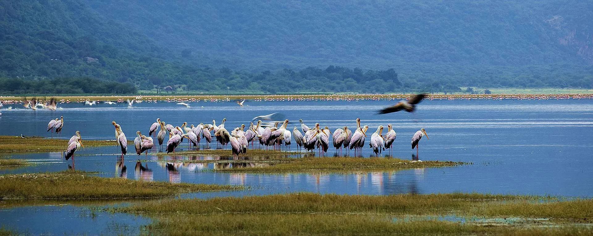 Storks and pelicans on the shore of a Rift Valley lake