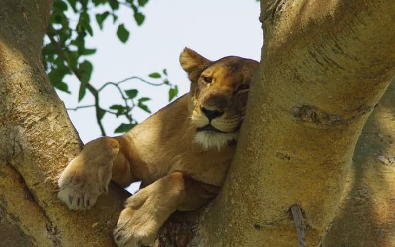 Lioness lounging in the fork of a tree