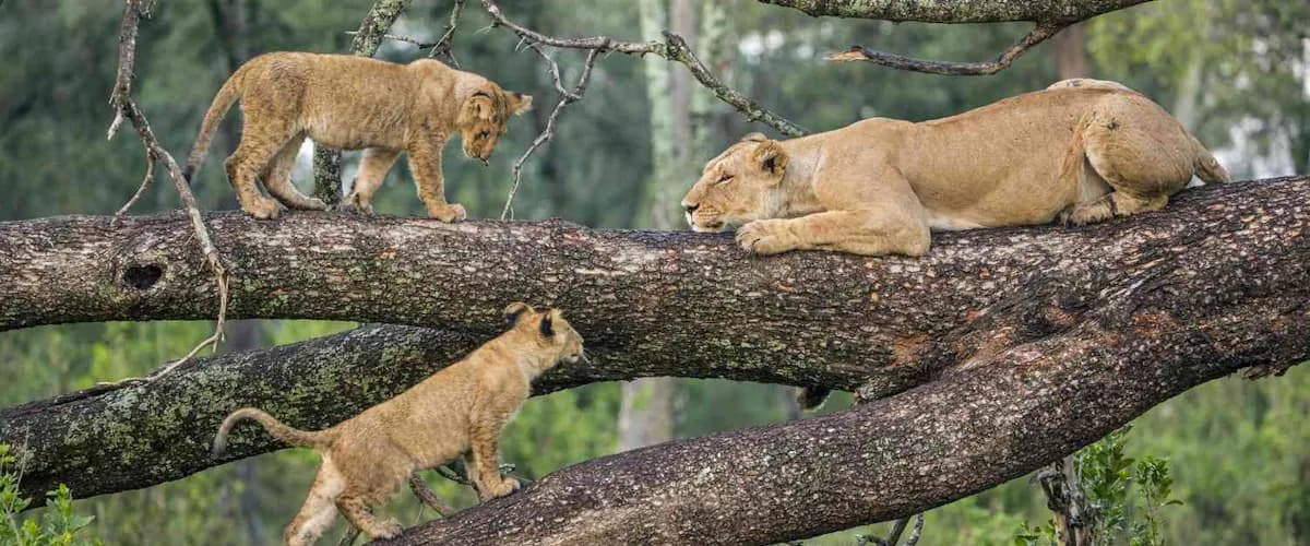 Lion cubs climbing along a tree branch
