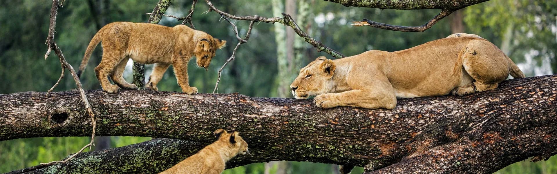 Lioness and cubs resting on the branches of a tree