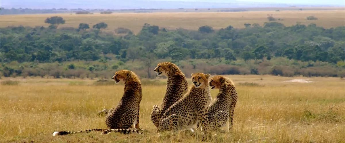 Four cheetahs sitting together in the grass