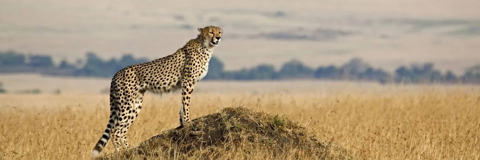 Cheetah standing on a termite mound scanning the grassland