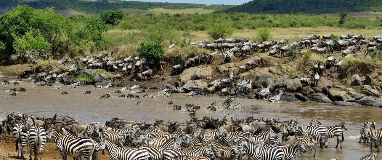 Zebra and wildebeest massing on the riverbank before a crossing