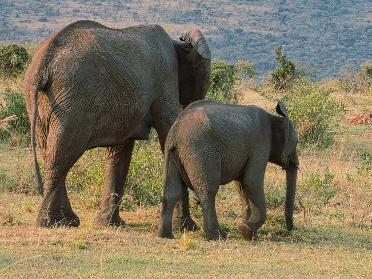 Elephant mother and calf in the bush