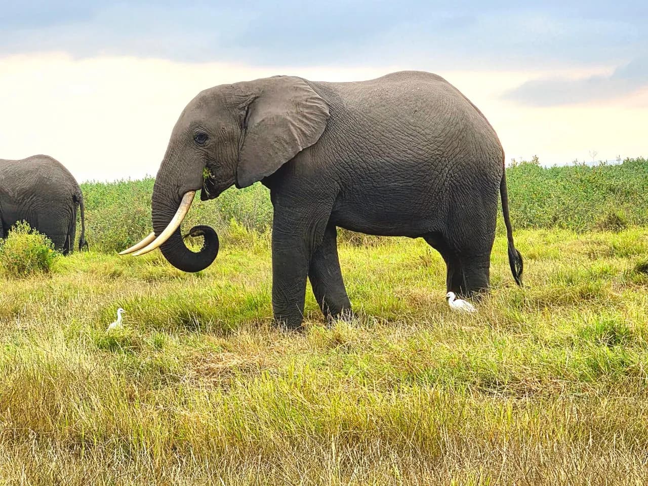 Elephant feeding in lush green grass