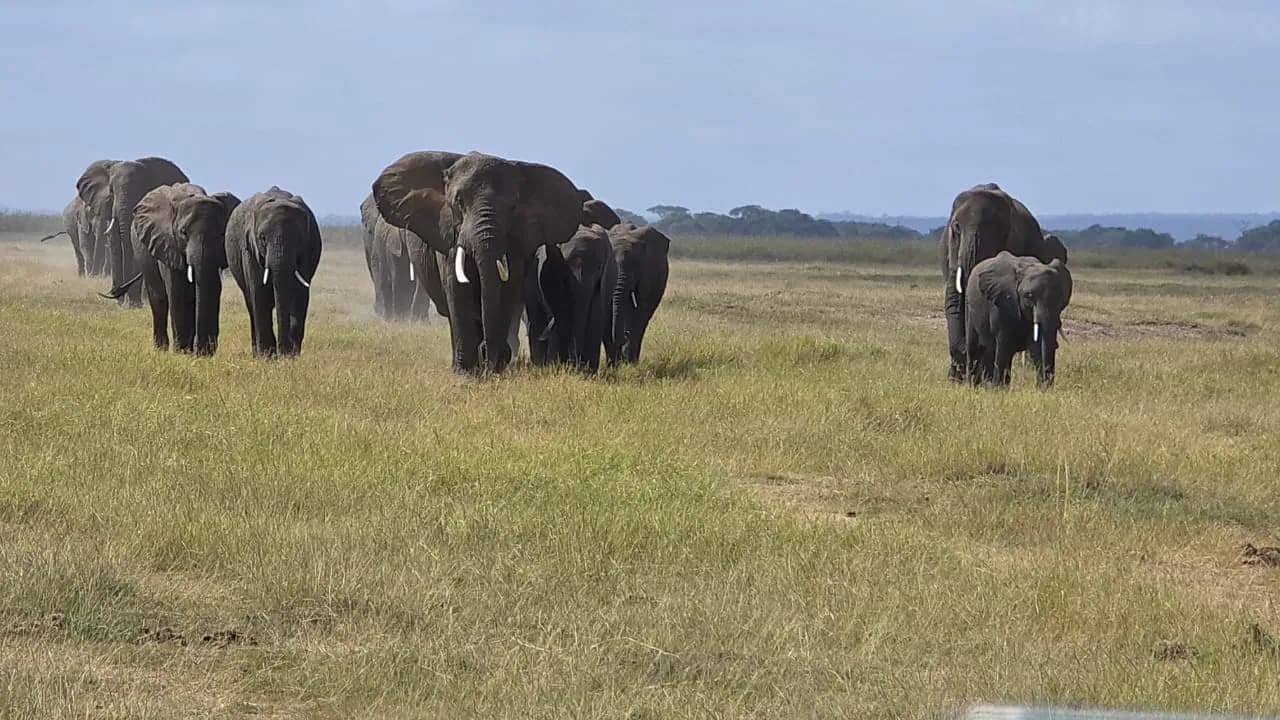 Elephant family walking across short grassland
