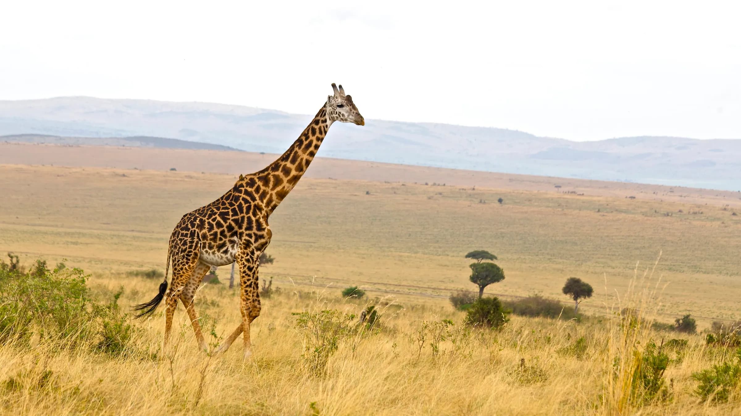 Masai giraffe on open plains under a pale sky