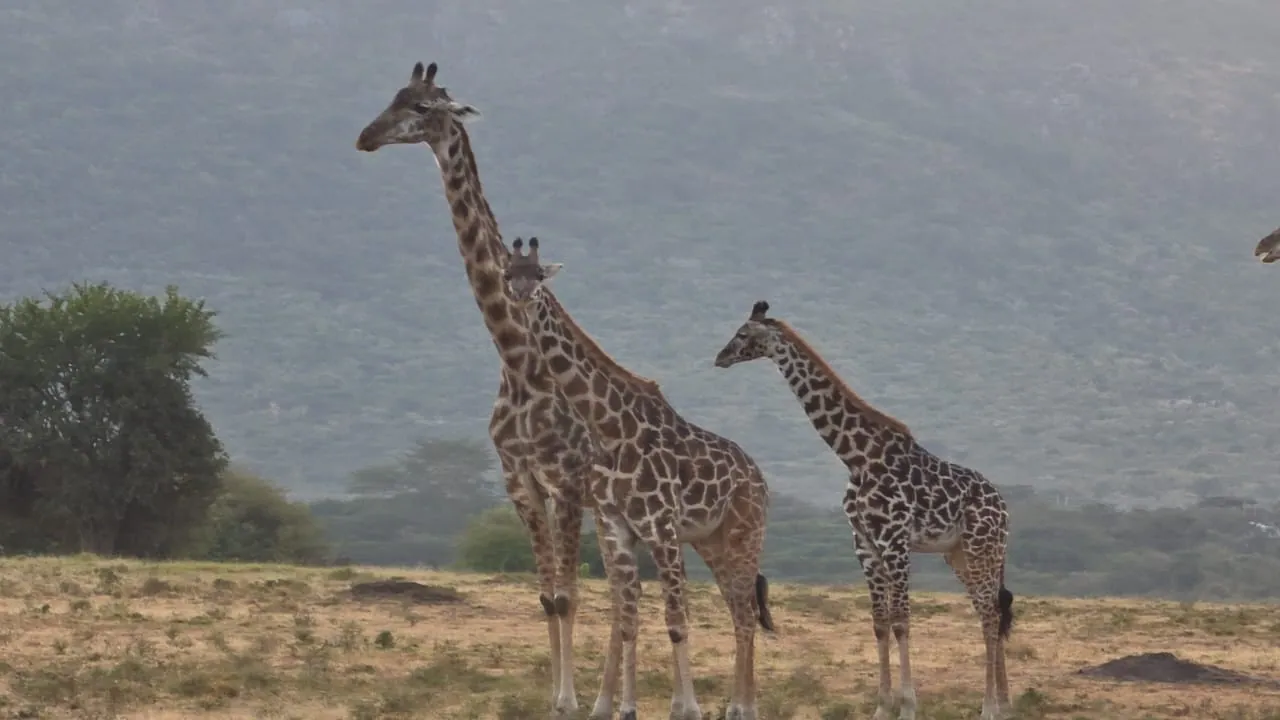 Two giraffes against a misty hillside
