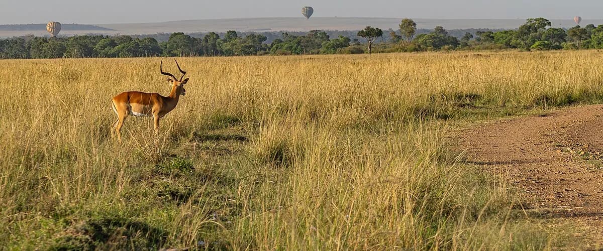 Impala in tall grass with a hot-air balloon on the horizon