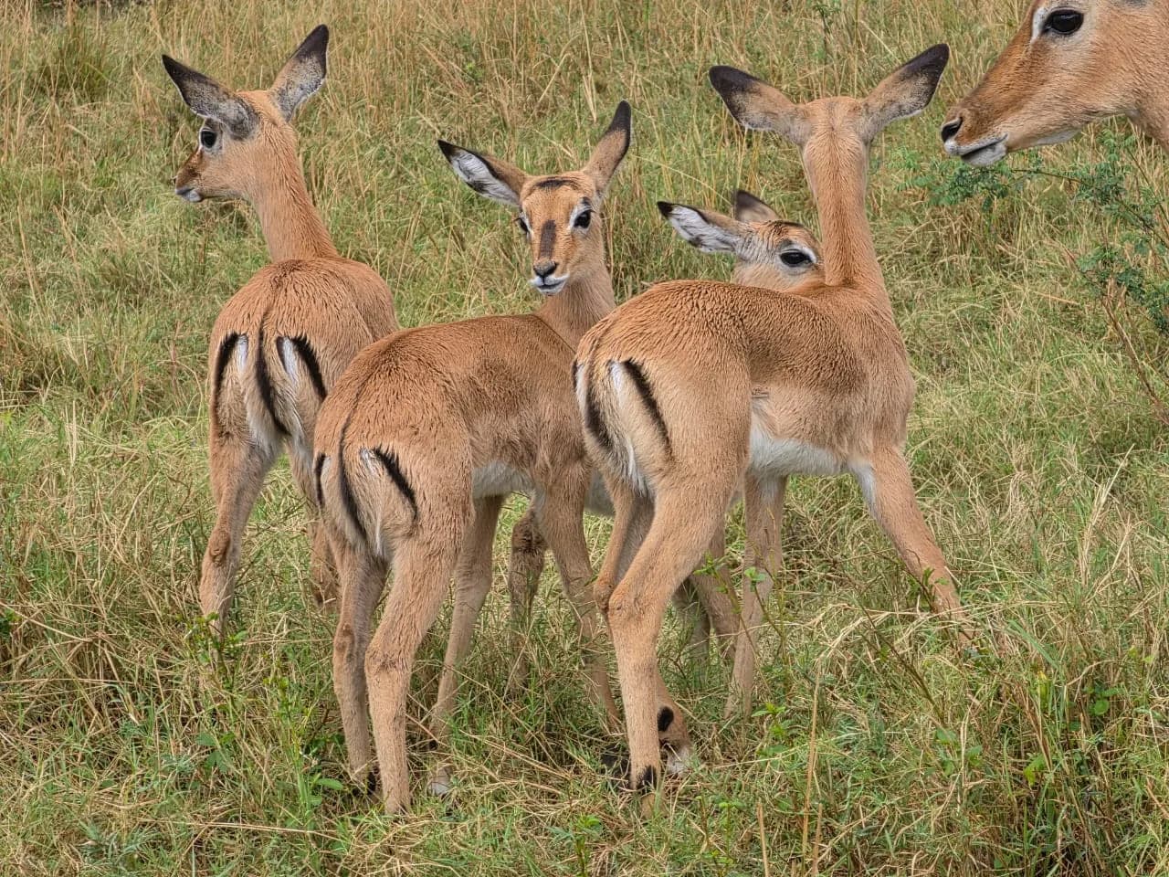 Female impala watching from a grassy clearing