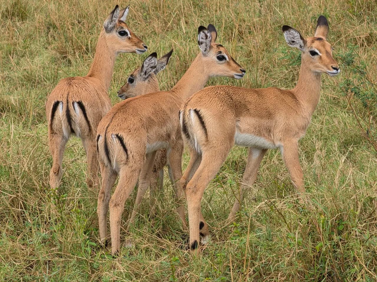 Group of impala alert in the long grass