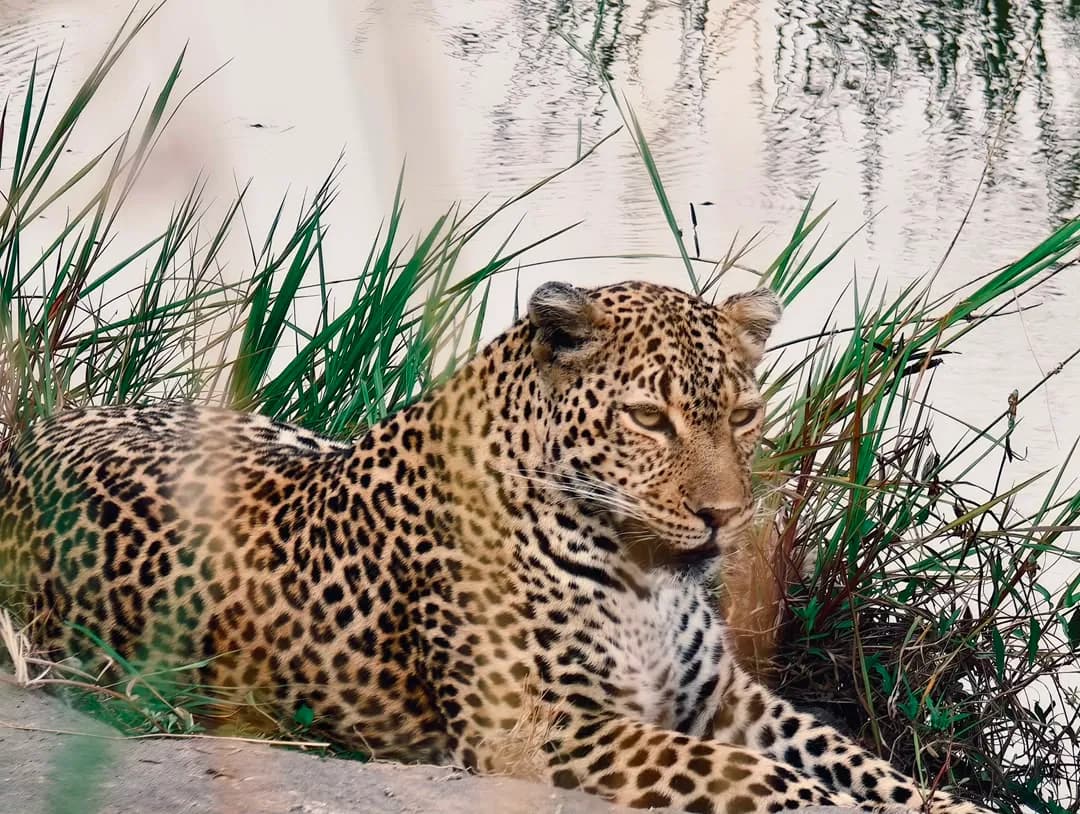 Leopard resting in tall reeds, watching from the grass
