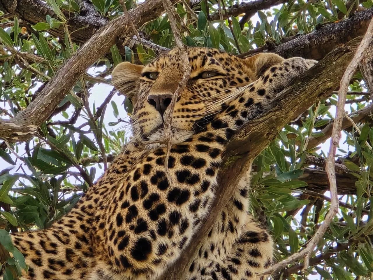 Leopard draped along the branches of a tree