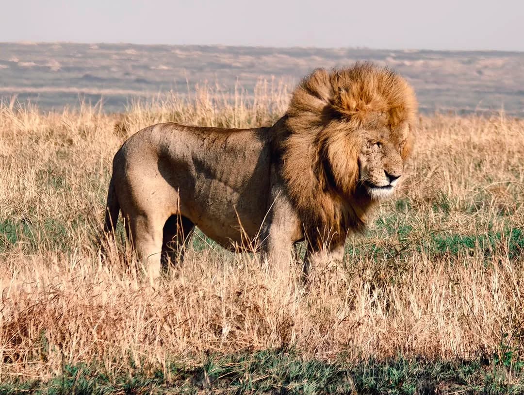 Male lion with a full mane standing in golden grass