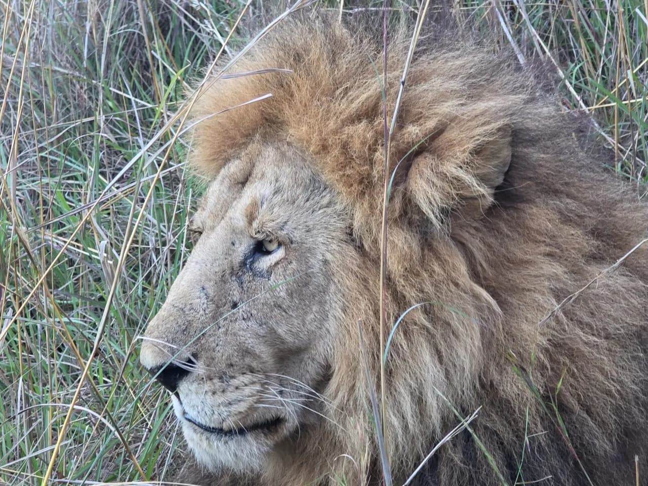Close portrait of a male lion's face and mane
