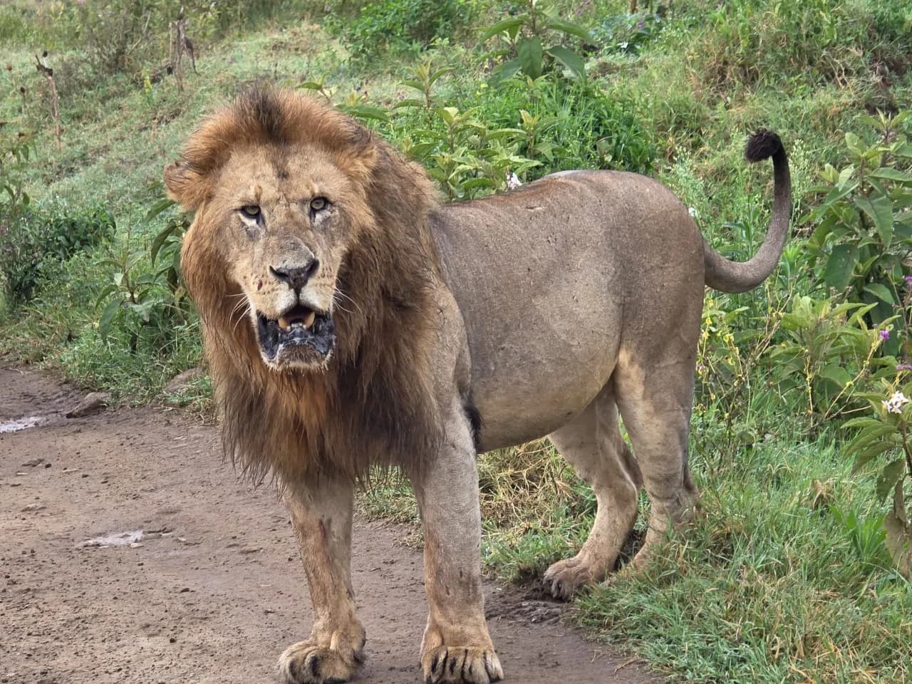 Male lion walking along a game-drive track