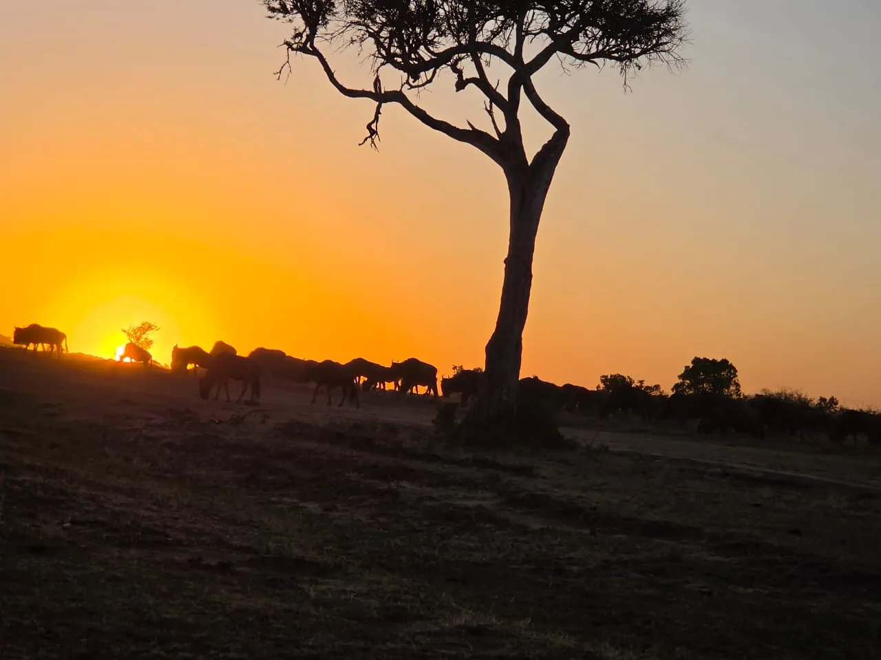 Sun setting behind a lone acacia tree on the horizon