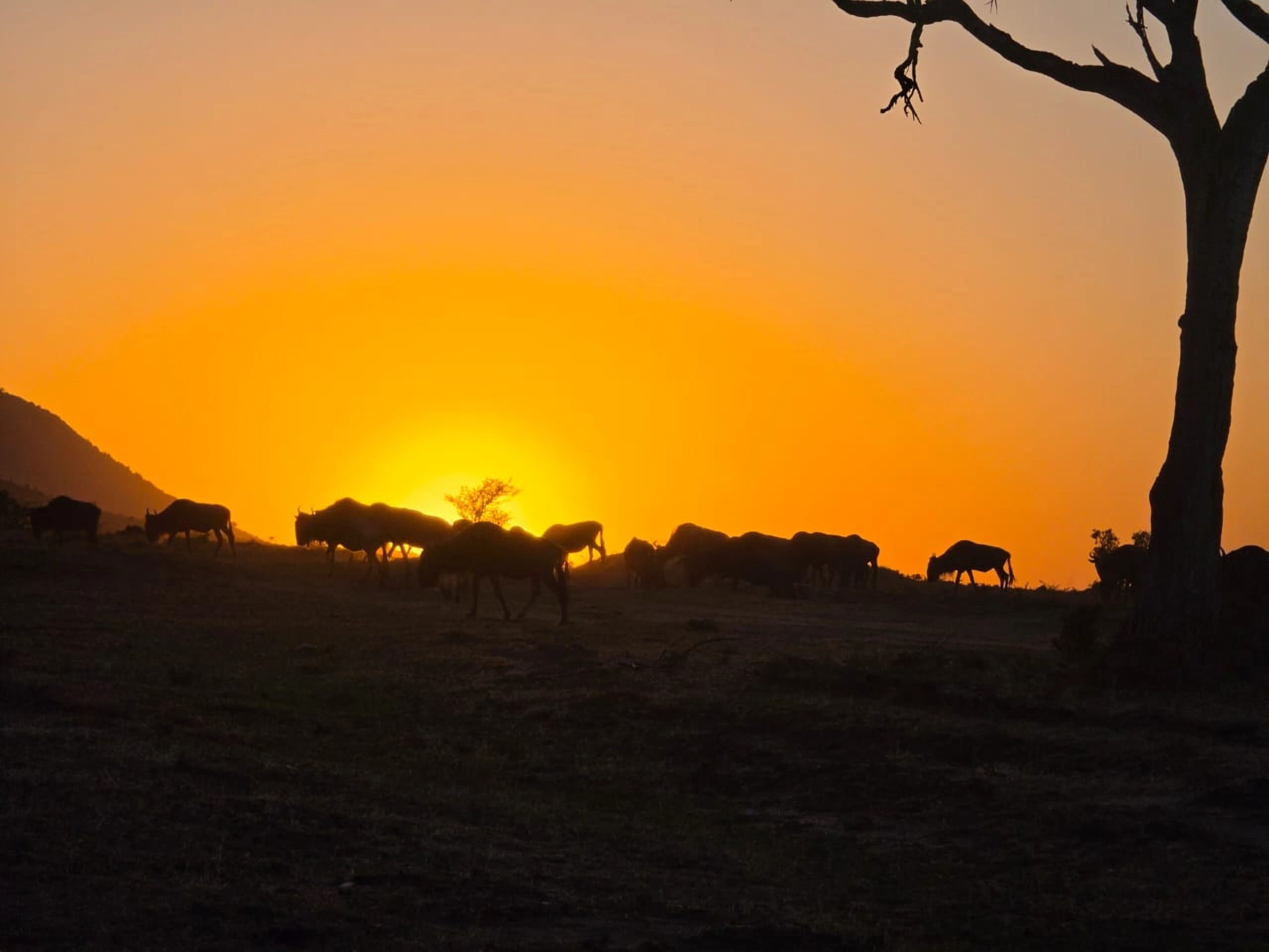 Orange sunset with wildlife silhouetted along the horizon