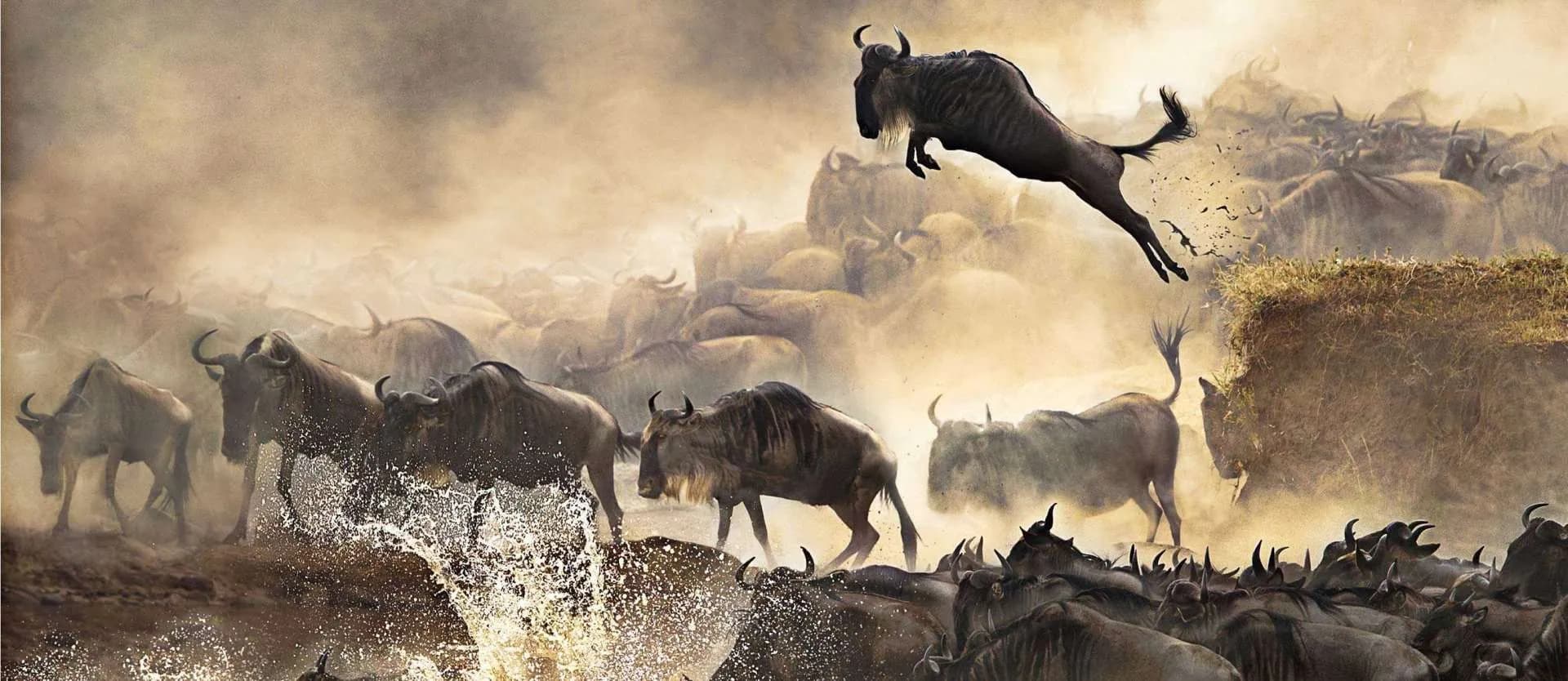 Wildebeest leaping through dust and water during a crossing