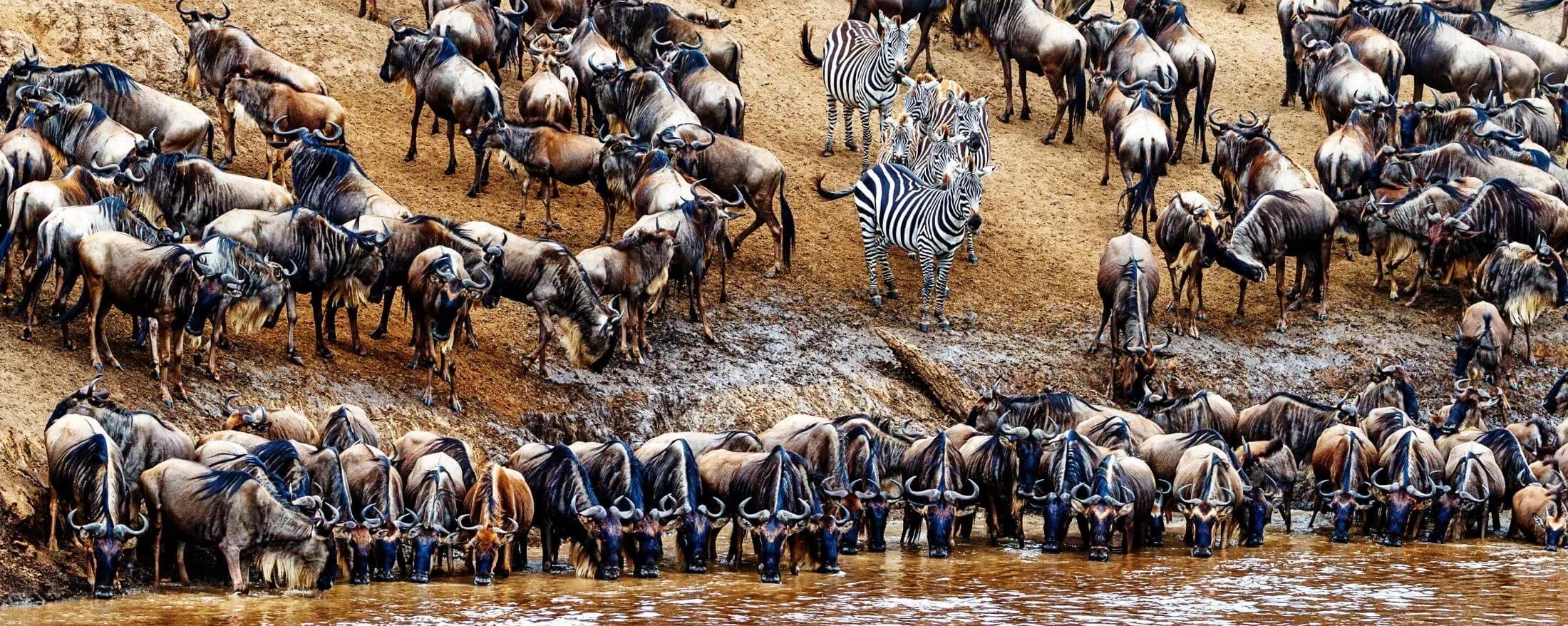Dense wildebeest and zebra herd drinking along the Mara River during the migration